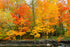 Autumn In The Park Fragrance Oil