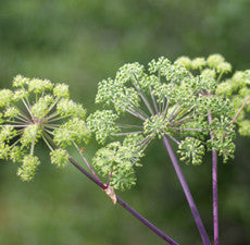 Angelica Root Essential Oil (China) CO2 Extracted - Sunrise Botanics