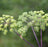 Angelica Root 5% - Sunrise Botanics