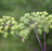 Angelica Root Essential Oil (China) CO2 Extracted - Sunrise Botanics
