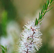 Cajeput Organic Essential Oil - Sunrise Botanics