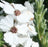 Cape Snowbush Essential Oil - Sunrise Botanics