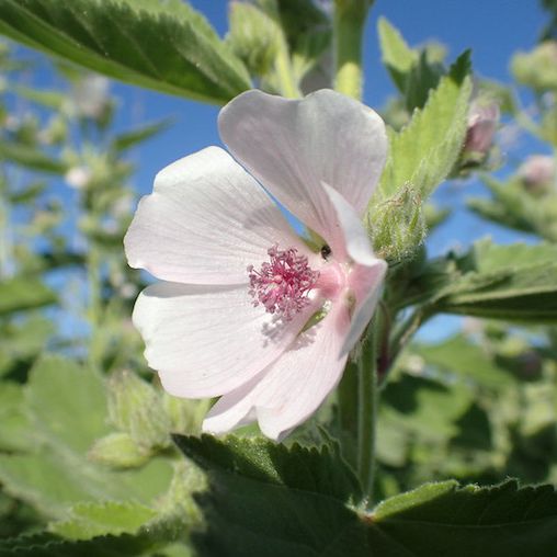 Marshmallow Herb Oil