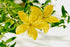 St. John's Wort Herb Oil - Sunrise Botanics