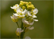 Abyssinian Carrier Oil Unrefined - Sunrise Botanics