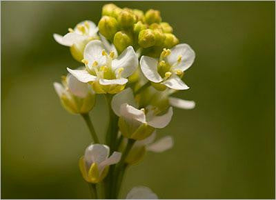 Abyssinian Carrier Oil Unrefined - Sunrise Botanics