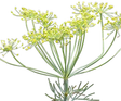 Anethi Essential Oil - Sunrise Botanics