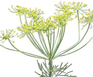Anethi Essential Oil - Sunrise Botanics