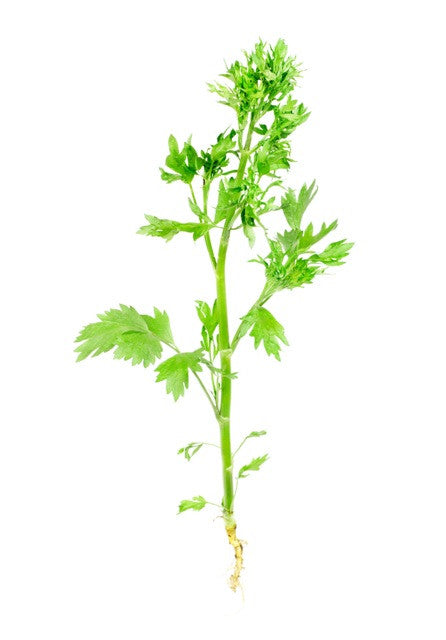 Aniseed Essential Oil - Sunrise Botanics
