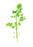 Aniseed Essential Oil - Sunrise Botanics