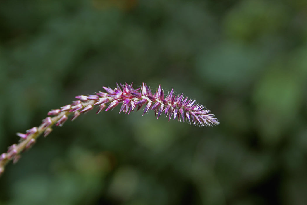 Apamarga Powder - Sunrise Botanics