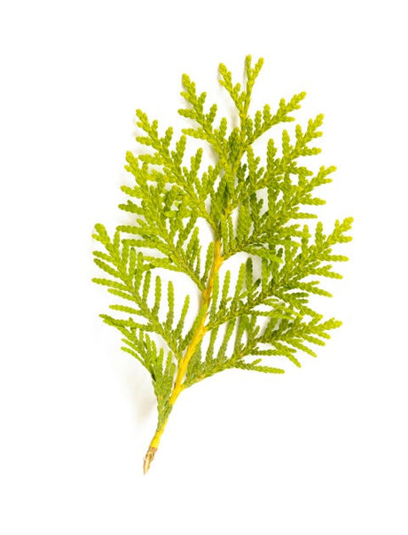 Arborvitae Wild Essential Oil (Canada) - Sunrise Botanics