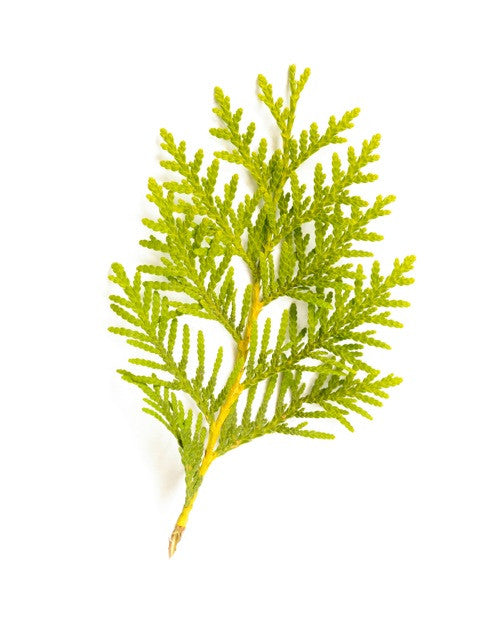 Arborvitae Wild Essential Oil (Canada) - Sunrise Botanics