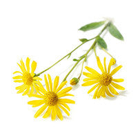 Arnica Herb Oil - Sunrise Botanics