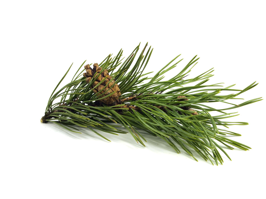 Fir Needle Siberian Essential Oil - Sunrise Botanics