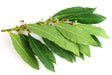 Bay Leaf  Essential Oil - Sunrise Botanics