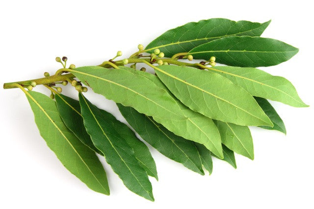 Bay Leaf  Essential Oil - Sunrise Botanics