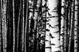 Birch Tar Essential Oil - Sunrise Botanics