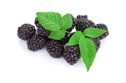 Blackberry Leaves C/S - Sunrise Botanics
