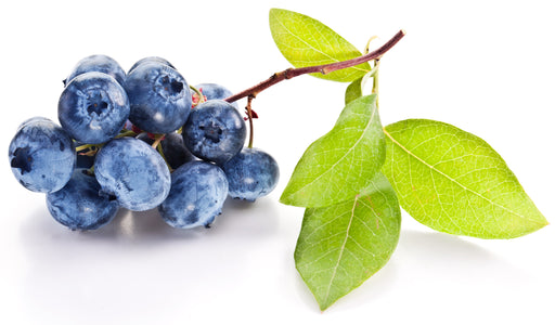 Blueberry Fragrance Oil - Sunrise Botanics