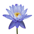 Lotus Blue Absolute - Sunrise Botanics