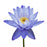 Lotus Blue Absolute - Sunrise Botanics