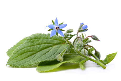 Borage Carrier Oil (China) - Sunrise Botanics