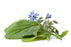 Borage Carrier Oil (China) - Sunrise Botanics