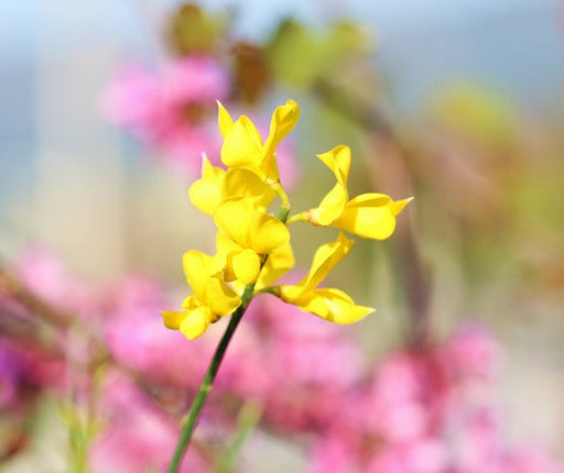 Broom Genet Absolute - Sunrise Botanics