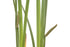 Calamus Root Essential Oil - Sunrise Botanics