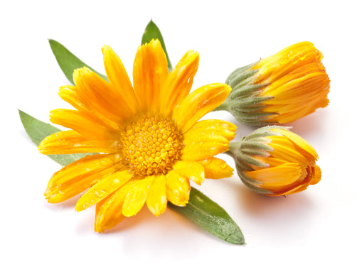 Calendula Oil - Sunrise Botanics