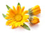 Marigold Absolute - Sunrise Botanics