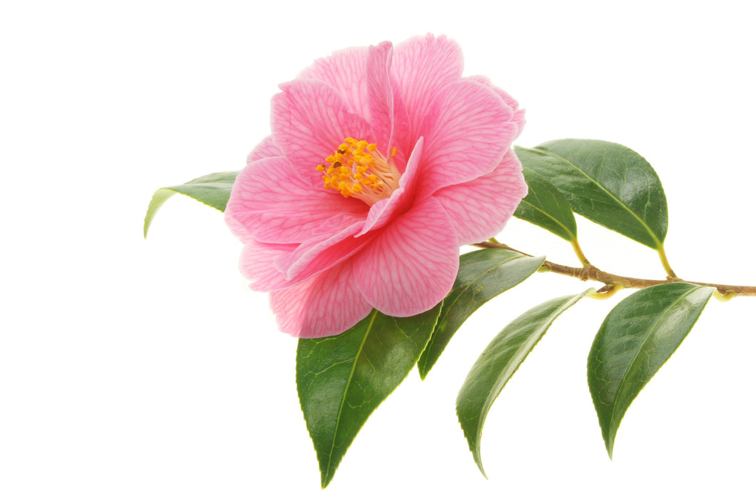 Camellia Seed Carrier Oil - Sunrise Botanics