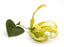 Ylang Ylang #1 Essential Oil - Sunrise Botanics