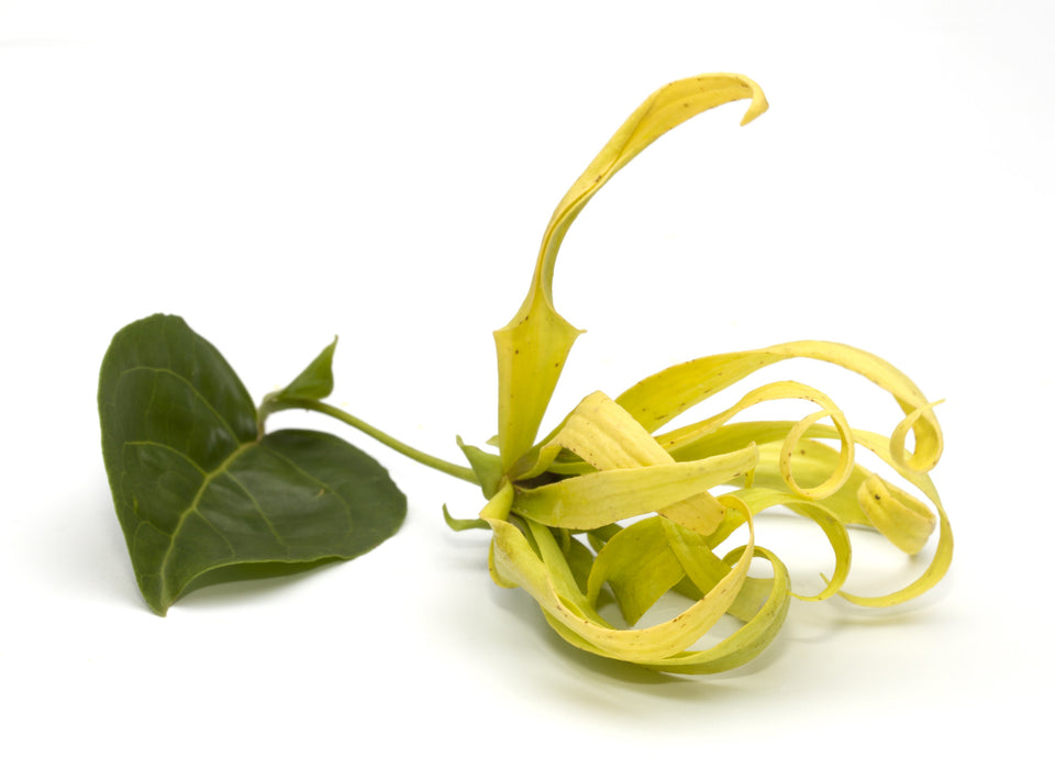 Ylang Ylang Extra Fragrance Oil - Sunrise Botanics