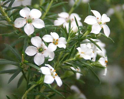 Cape May Essential Oil - Sunrise Botanics