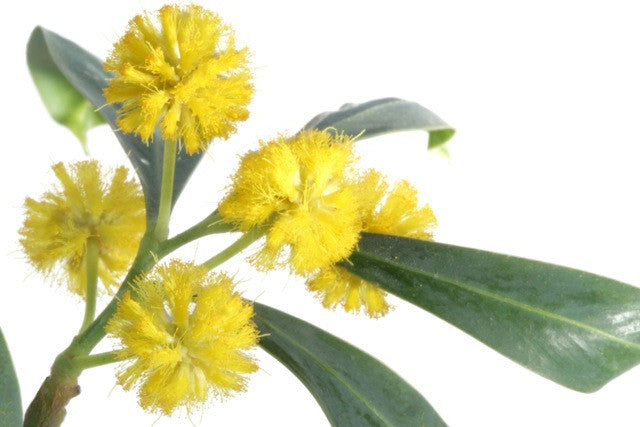 Cassie Flower Absolute — Sunrise Botanics
