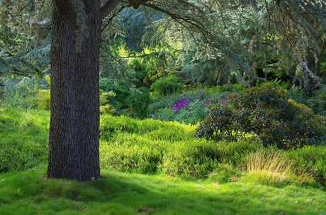 Cedarwood Atlas Essential Oil - Sunrise Botanics