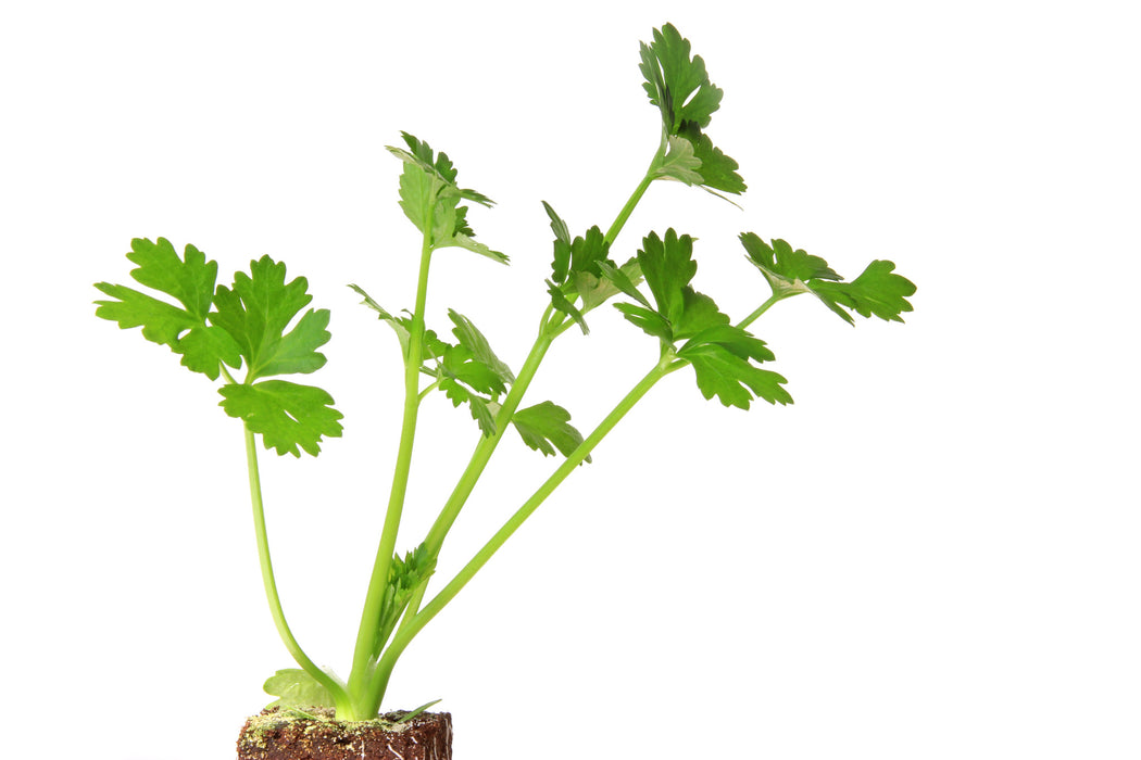 Celery Seed Essential Oil - Sunrise Botanics