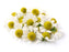 Chamomile German Essential Oil (Egypt) - Sunrise Botanics