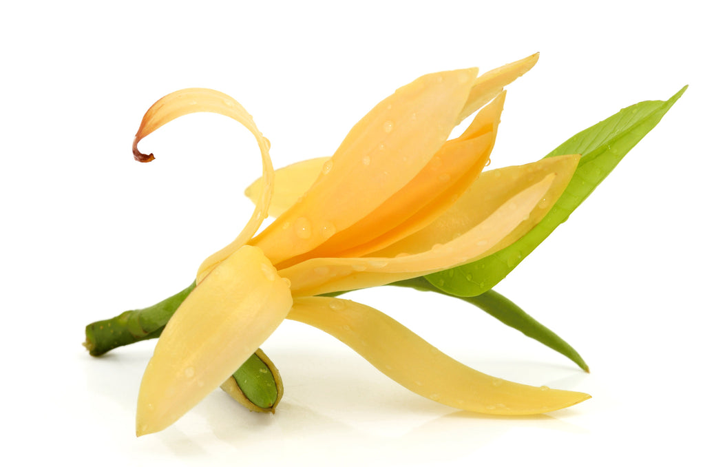 Champaka (Nag Champa) Fragrance Oil — Sunrise Botanics