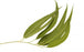 Citriodora Essential Oil - Sunrise Botanics