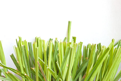 Citronella Organic Essential Oil - Sunrise Botanics