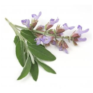 Clary Sage Essential Oil Wildcrafted - Sunrise Botanics