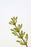 Clove Leaf Essential Oil - Sunrise Botanics