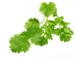 Coriander Essential Oil (Egypt) - Sunrise Botanics
