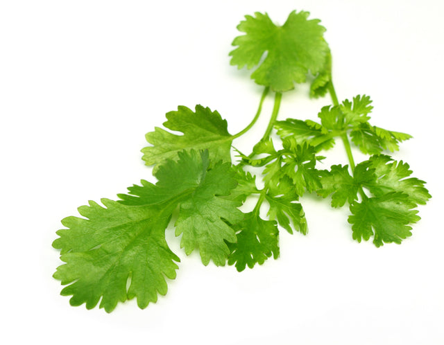 Coriander Essential Oil (Egypt) - Sunrise Botanics