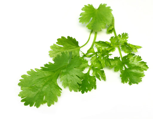 Coriander Essential Oil (India) - Sunrise Botanics