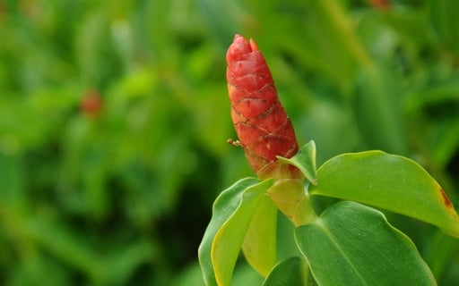 Costus Absolute - Sunrise Botanics