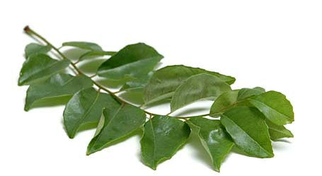 Curry Leaf Essential Oil - Sunrise Botanics